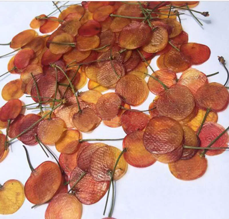 

10pcs Dried Pressed Exopy Yellow Cherry Slices Plant Herbarium For Jewelry Postcard Invitation Card Phone Case Bookmark DIY
