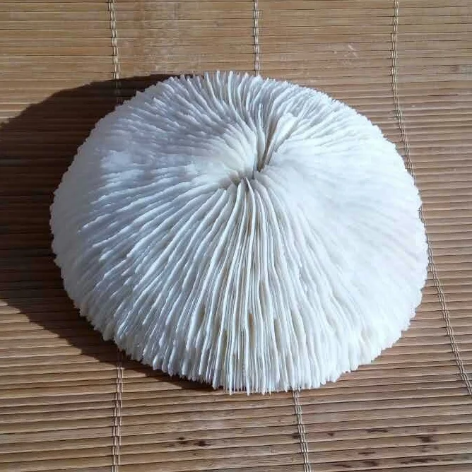 Aqumotic Natural Round Sea Mushroom Coral 1pc Special Aquarium Decoration Collection Dia about 11cm
Aqumotic Natural Round Sea Mushroom Coral 1pc Special Aquarium Decoration Collection Dia about 11cm