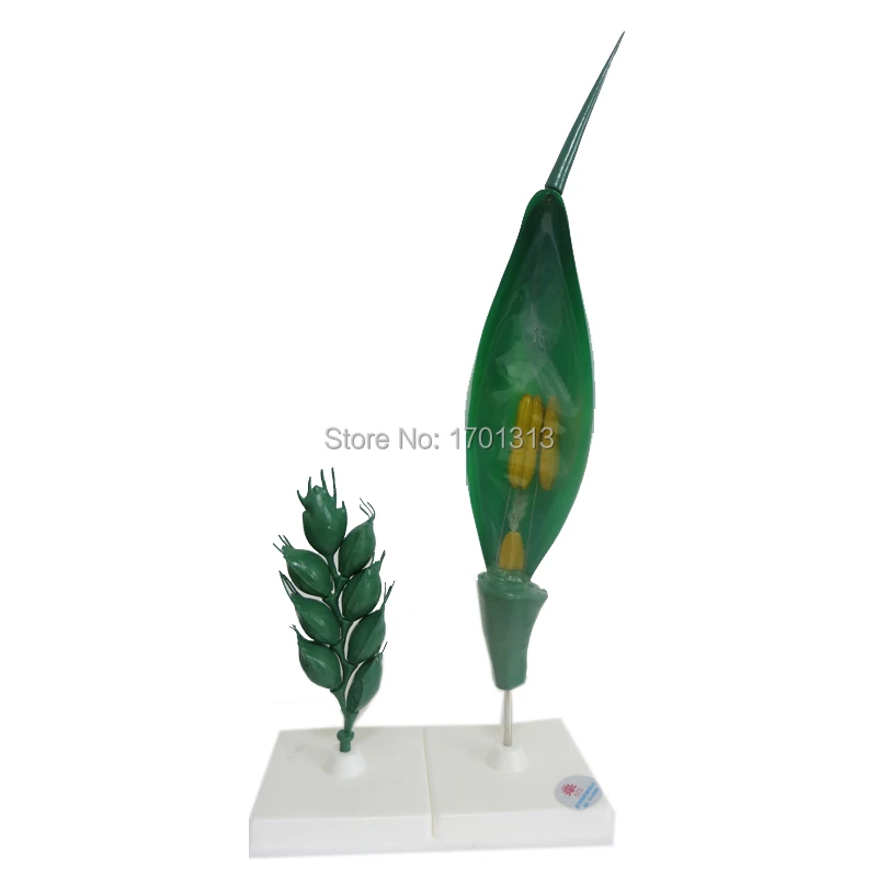 Magnification Wheat flower model Special decoration Family personalized decorative Figurines
Magnification Wheat flower model Special decoration Family personalized decorative Figurines