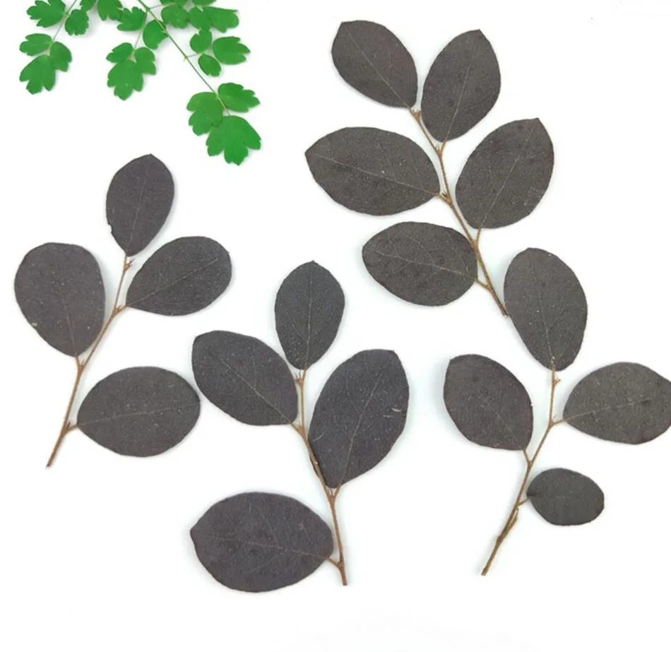 100pcs Pressed Dried Loropetalum Chinense Var.rubrum Flower Plants Herbarium For Jewelry Postcard Invitation Card Bookmark DIY
100pcs Pressed Dried Loropetalum Chinense Var.rubrum Flower Plants Herbarium For Jewelry Postcard Invitation Card Bookmark DIY
