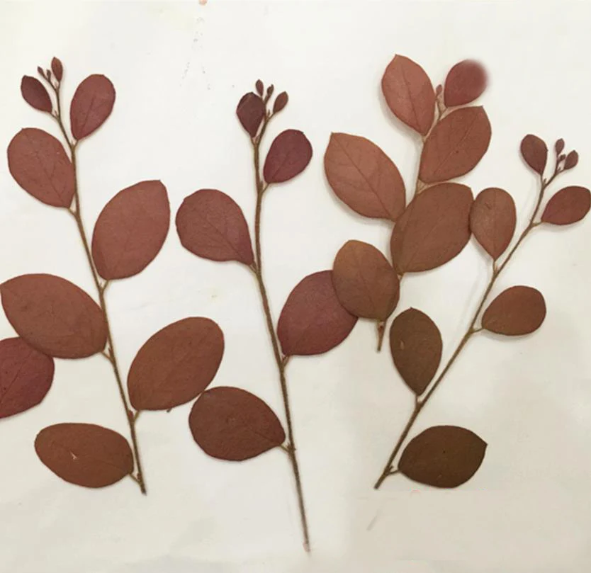 100pcs Pressed Dried Loropetalum Chinense Var.rubrum Plant Herbarium Jewelry Phone Case Photo Frame Bookmark Craft DIY Making
100pcs Pressed Dried Loropetalum Chinense Var.rubrum Plant Herbarium Jewelry Phone Case Photo Frame Bookmark Craft DIY Making