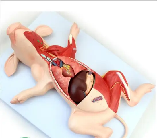 Pig Anatomy Model Organs Heart Muscle Nerve Veterinary Study Animal Teaching Model school supplies medical instrumet
Pig Anatomy Model Organs Heart Muscle Nerve Veterinary Study Animal Teaching Model school supplies medical instrumet