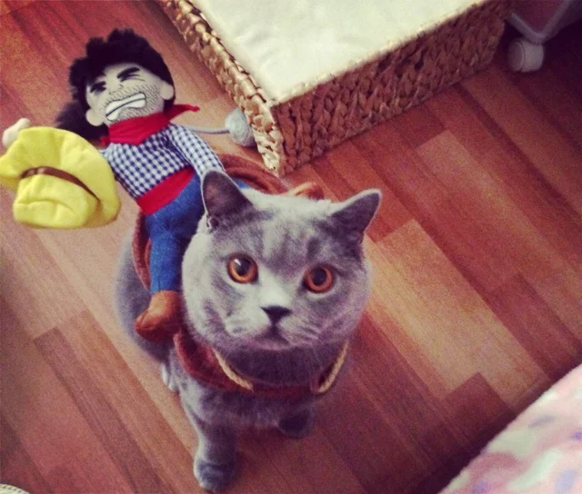 Хорошо так смешно творческий моделирование рыцарь Pet cat собак Платье костюм