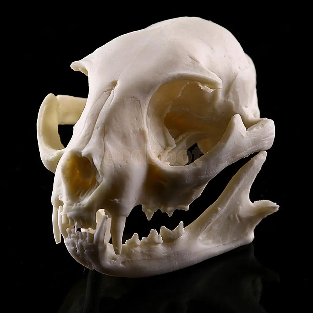 2x Artificial Cat Skull Resin Replica Bone Decoration Craft Aquarium Terrarium Ornament
2x Artificial Cat Skull Resin Replica Bone Decoration Craft Aquarium Terrarium Ornament