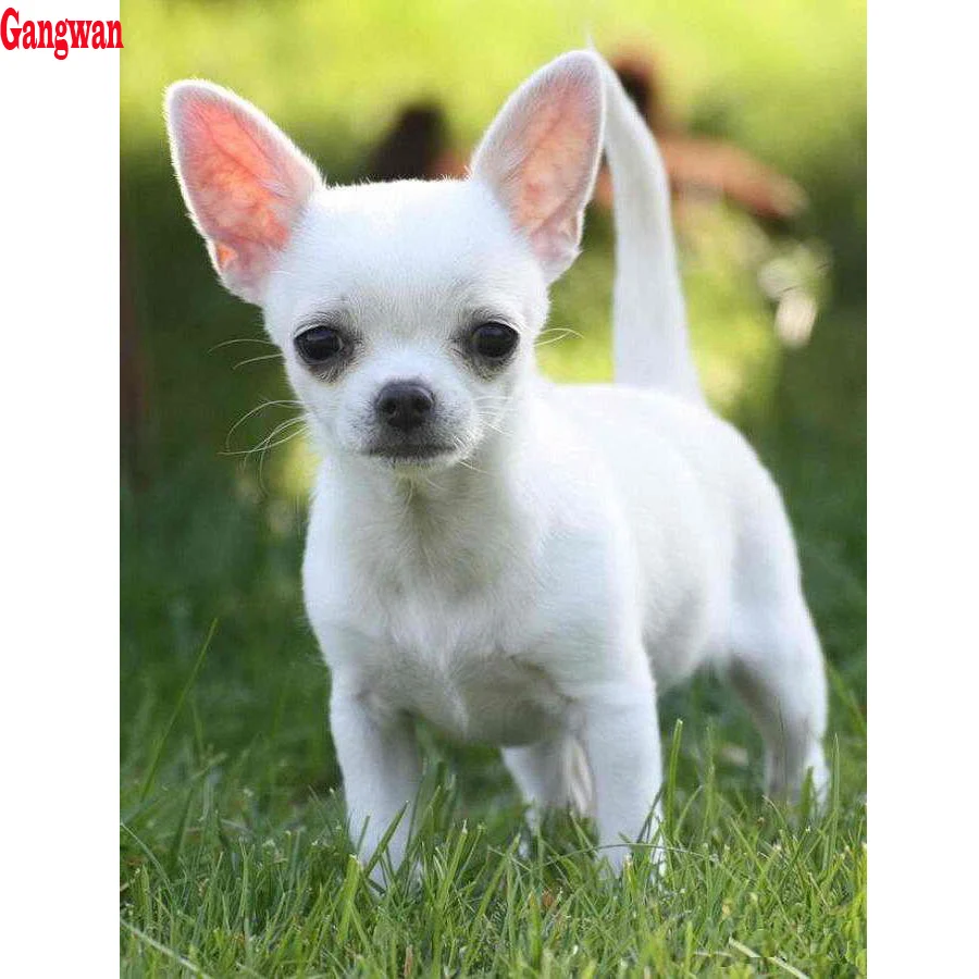Full square circular 5D DIY Diamond Painting chihuahua dog,Diamond Embroidery pet Cross Stitch kits rhinestones diamond picture
Full square circular 5D DIY Diamond Painting chihuahua dog,Diamond Embroidery pet Cross Stitch kits rhinestones diamond picture