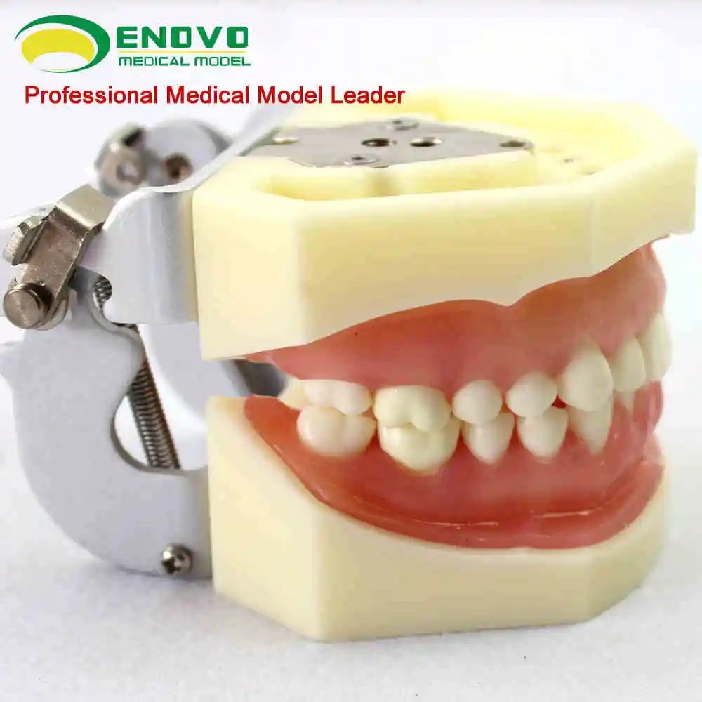 Oral periodontal disease teaching teaching practice teaching model gingival suture periodontal disease model
Oral periodontal disease teaching teaching practice teaching model gingival suture periodontal disease model