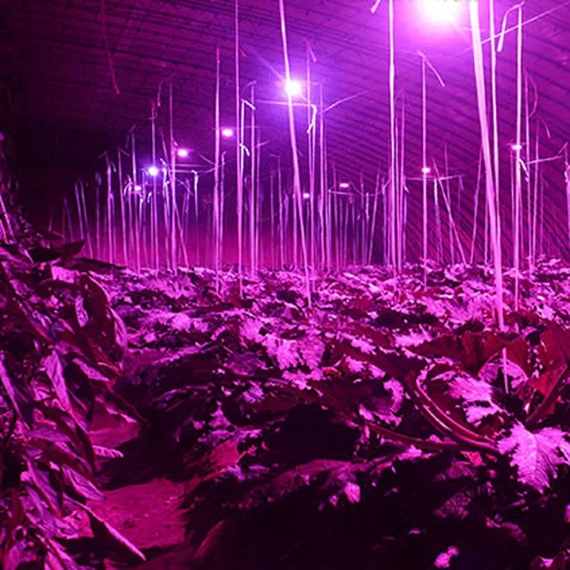 Full Spectrum LED Grow Light 18W E14/E27/GU10 Spotlight Lamp Bulb Flower Plant Greenhouse Hydroponics System Vegs Grow Tent Box
Full Spectrum LED Grow Light 18W E14/E27/GU10 Spotlight Lamp Bulb Flower Plant Greenhouse Hydroponics System Vegs Grow Tent Box