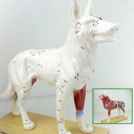 Dog acupuncture model animal anatomy model pet model canine acupuncture point model
Dog acupuncture model animal anatomy model pet model canine acupuncture point model