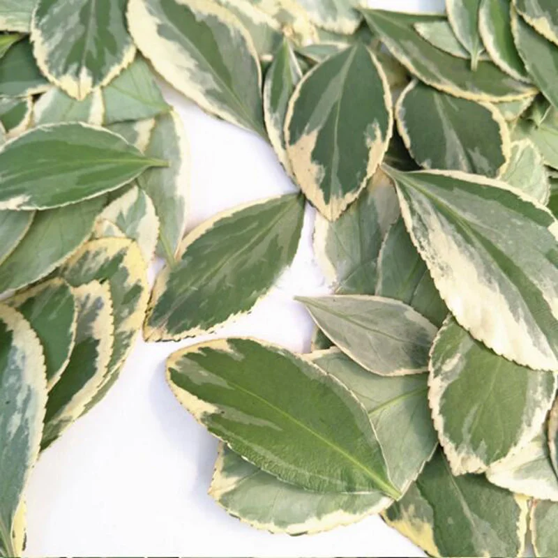 120pcs Pressed Dried 2-5cm Buxus Bodinieri Levl. Leaf Leaves Plant Herbarium Jewelry Phone Case Bookmark Photo Frame DIY Making
120pcs Pressed Dried 2-5cm Buxus Bodinieri Levl. Leaf Leaves Plant Herbarium Jewelry Phone Case Bookmark Photo Frame DIY Making