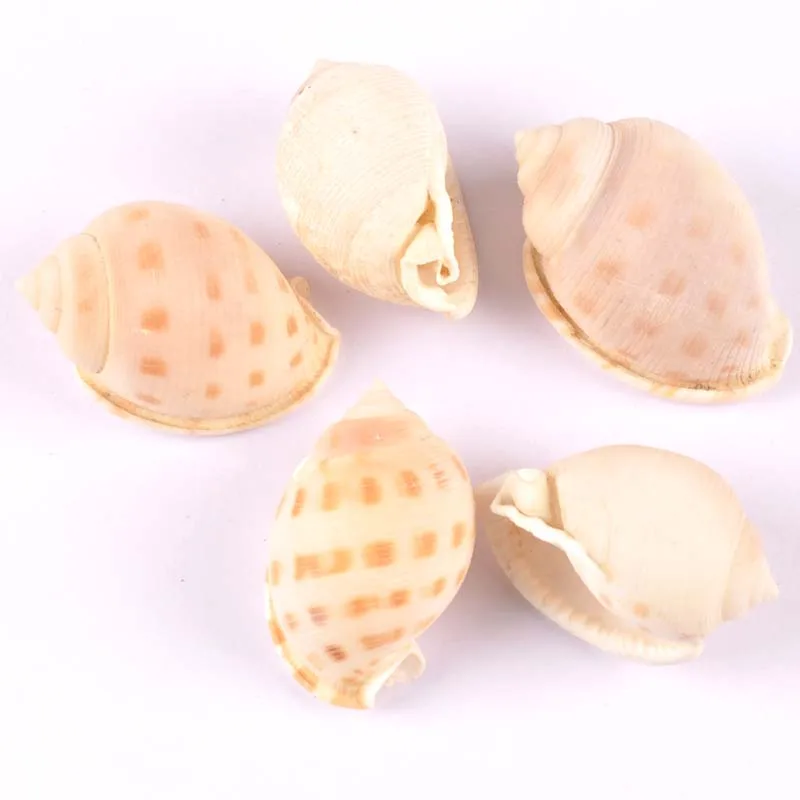 2pcs Natural Big Spiral shell Scrapbooking Craft seashells for glass bottle home Diy decoration 4-6cm TRS0283
2pcs Natural Big Spiral shell Scrapbooking Craft seashells for glass bottle home Diy decoration 4-6cm TRS0283