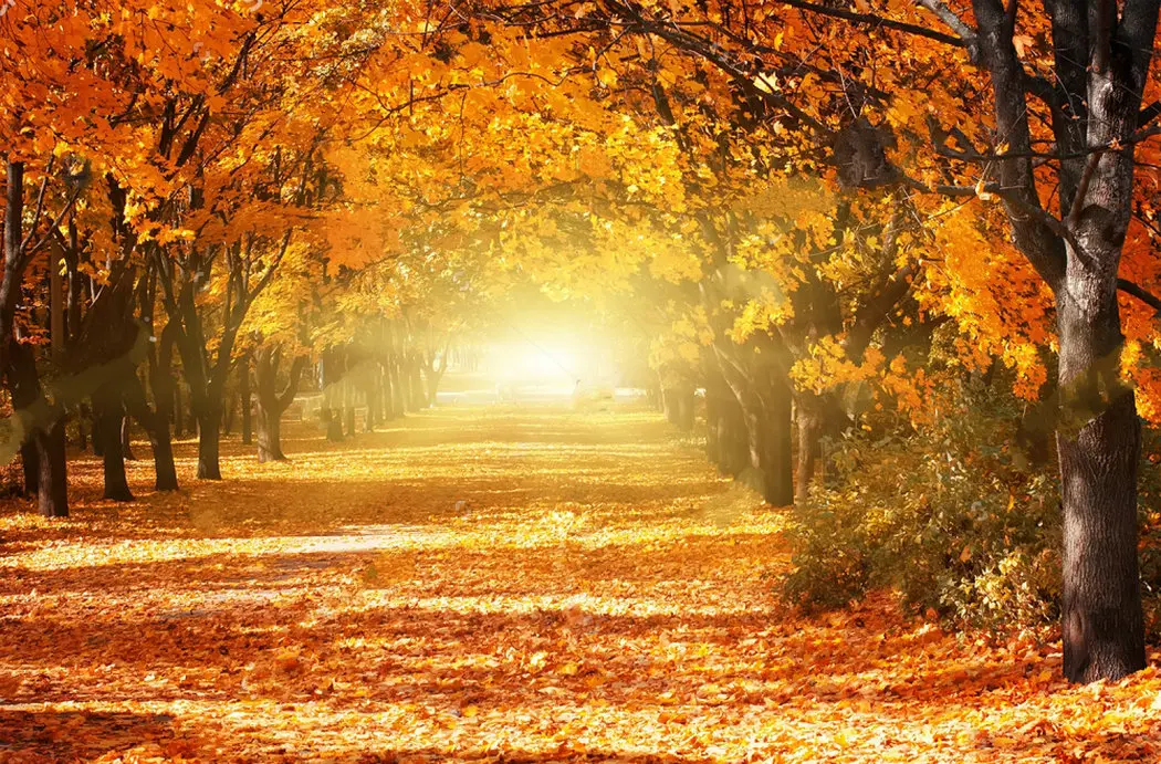 Autumn Romantic Alley Park Colorful Trees Sunlight Natural backdrop Vinyl cloth Computer print wedding background
Autumn Romantic Alley Park Colorful Trees Sunlight Natural backdrop Vinyl cloth Computer print wedding background