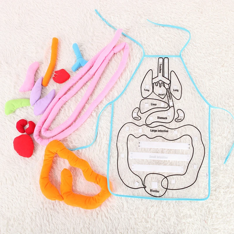New Children Anatomy Apron Human Body Organs Awareness Preschool Science Home School Teaching Aids Educational Insights Toys
New Children Anatomy Apron Human Body Organs Awareness Preschool Science Home School Teaching Aids Educational Insights Toys
