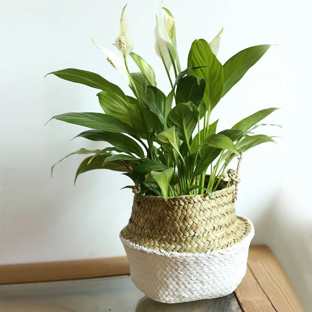 Seagrass Wickerwork Basket Rattan Hanging Flower Pot Dirty Laundry Hamper Storage Basket Dropshipping 2021 New Style Hot Sale
Seagrass Wickerwork Basket Rattan Hanging Flower Pot Dirty Laundry Hamper Storage Basket Dropshipping 2021 New Style Hot Sale