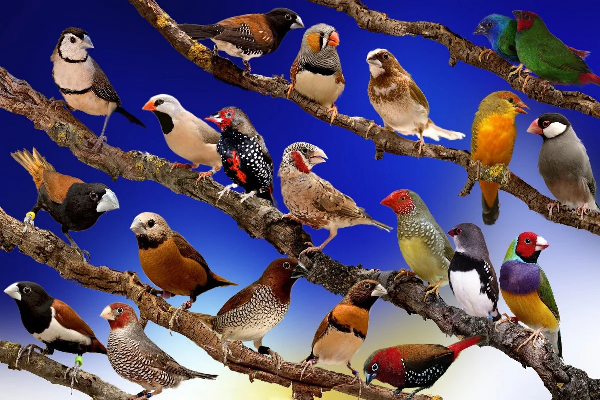 canvas fabric poster custom print (frame available ) corlorful finches PDW257 for wall decor room decor home decoration
canvas fabric poster custom print (frame available ) corlorful finches PDW257 for wall decor room decor home decoration