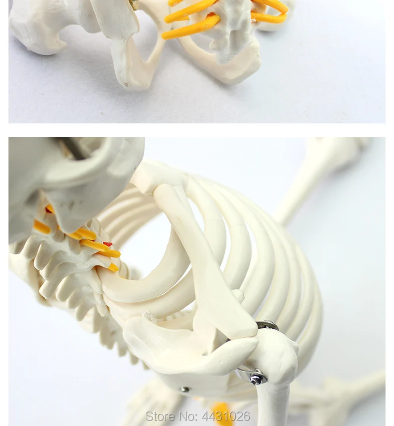 ENOVO 85CM human.skeleton spinal nerve model medical Yoga Fitness learning bone model
ENOVO 85CM human.skeleton spinal nerve model medical Yoga Fitness learning bone model
