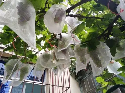 100PCS Garden Mesh Netting Bag Anti Bird Drawstring Fruit Protection Bag Pest Control For Agriculture Vegetable Grapes Apples
100PCS Garden Mesh Netting Bag Anti Bird Drawstring Fruit Protection Bag Pest Control For Agriculture Vegetable Grapes Apples