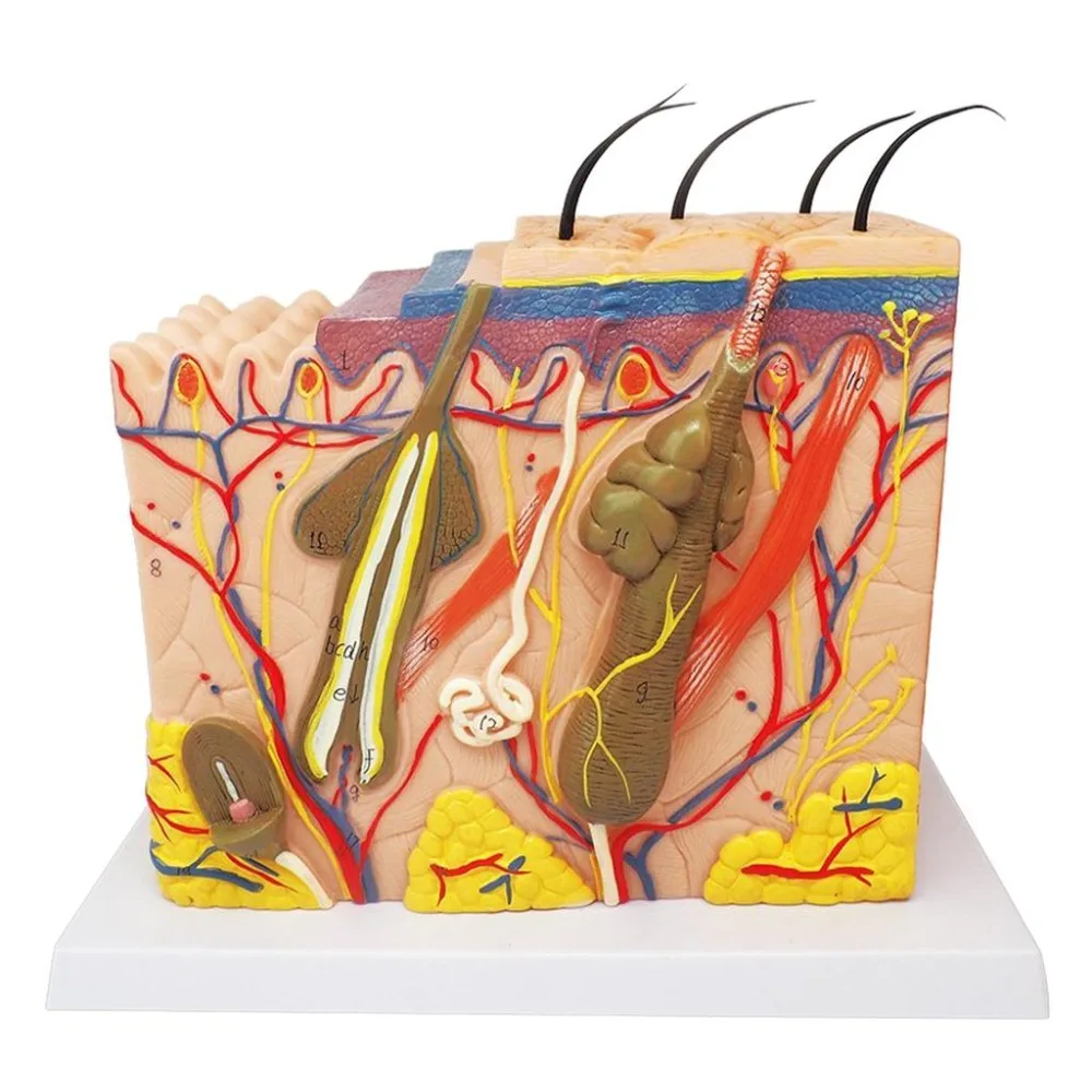 Human Body Skin Structure anatomy model Skin layout Enlarged Surface Nerve tissue models traumatic pistol medical organ science
Human Body Skin Structure anatomy model Skin layout Enlarged Surface Nerve tissue models traumatic pistol medical organ science