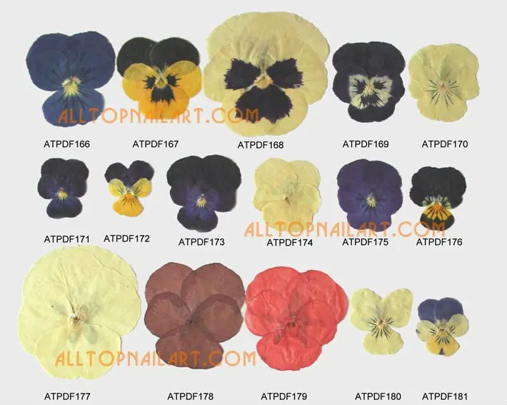 Цветные цветы и листья для нейл-арта, высококачественные прессованные цветы 1000 шт./пылесосить мешок-бесплатная доставка
Цветные цветы и листья для нейл-арта, высококачественные прессованные цветы 1000 шт./пылесосить мешок-бесплатная доставка