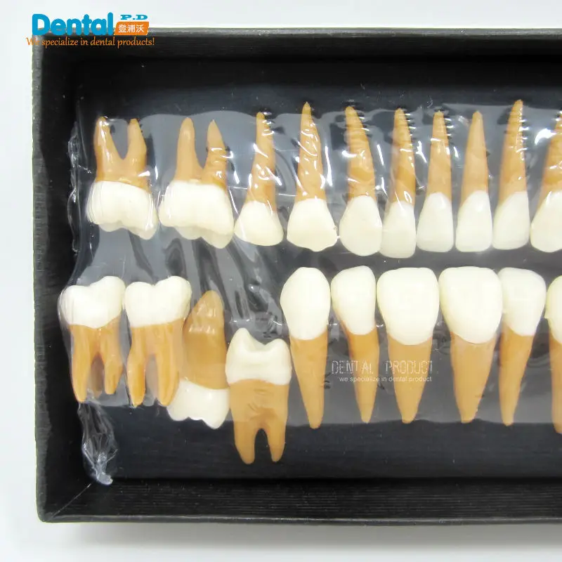 Dental gift Verisimilitude Communication Dentist products Tooth Models Odontologia Permanent Teeth Model double-color
Dental gift Verisimilitude Communication Dentist products Tooth Models Odontologia Permanent Teeth Model double-color