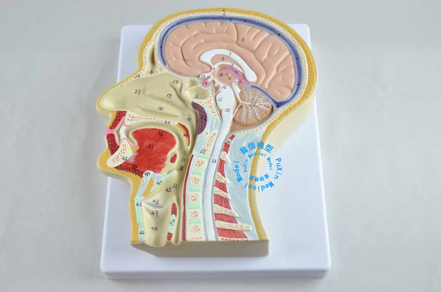 Free shipping&The middle section of the head model,The head of the median sagittal plane model,Teaching model of head anatomy
Free shipping&The middle section of the head model,The head of the median sagittal plane model,Teaching model of head anatomy
