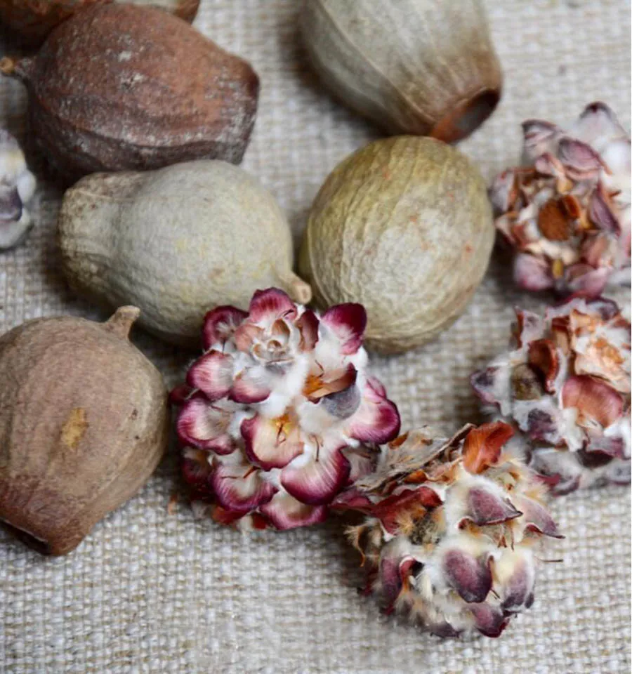 20pcs Dried Preserved Eucalyptus Ficifolia & Popcor Fruits For Craft Gift Material Accessory Decoration DIY Flower Making
20pcs Dried Preserved Eucalyptus Ficifolia & Popcor Fruits For Craft Gift Material Accessory Decoration DIY Flower Making
