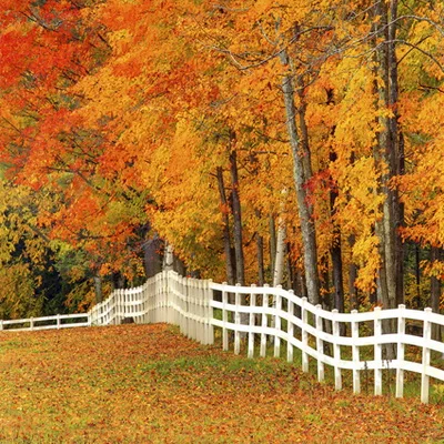 Autumn Forest Photography Backdrops Yellow Fallen Leaves Backgrounds for Photo Studio Portrait Photo Shoot Vinyl Cloth Customize
Autumn Forest Photography Backdrops Yellow Fallen Leaves Backgrounds for Photo Studio Portrait Photo Shoot Vinyl Cloth Customize