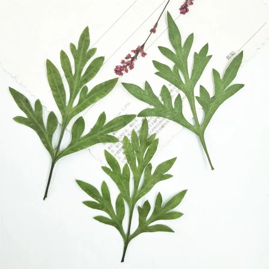 60pcs Pressed Dried Green Cosmos Sulphureus Cav. Leaf Plant Herbarium Jewelry Postcard Invitation Card Phone Case Bookmark DIY
60pcs Pressed Dried Green Cosmos Sulphureus Cav. Leaf Plant Herbarium Jewelry Postcard Invitation Card Phone Case Bookmark DIY