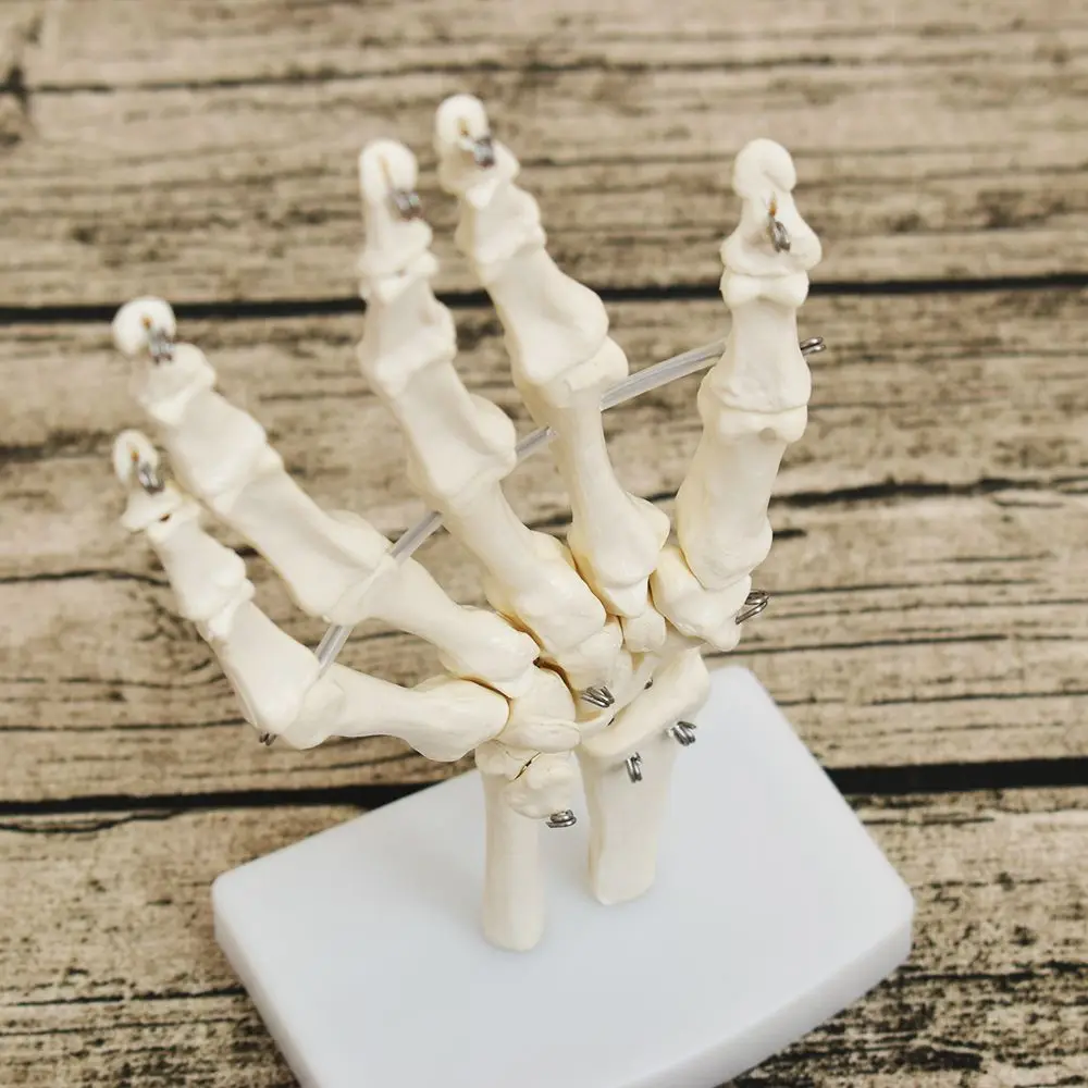 Human Hand Joint Anatomical Skeleton Model Medical Science Health Life Useful Medical Science For Teaching Resources
Human Hand Joint Anatomical Skeleton Model Medical Science Health Life Useful Medical Science For Teaching Resources