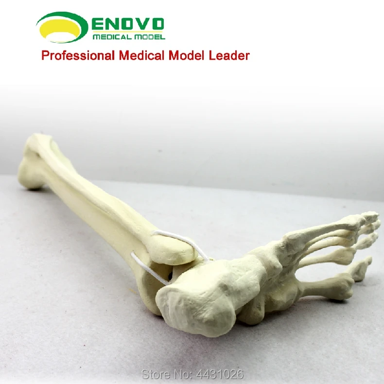 ENOVO Orthopedic surgery was performed to simulate the bone model of Sawbone artificial bone model
ENOVO Orthopedic surgery was performed to simulate the bone model of Sawbone artificial bone model