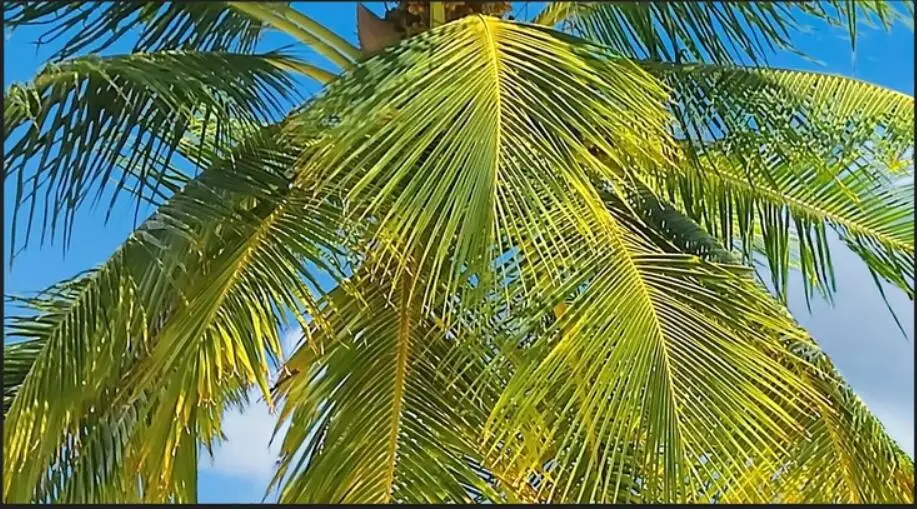 WDBH пользовательские фото 3d обои морской берег кокосовое дерево пляж HD ландшафт