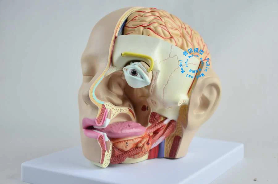 Free shipping&Head anatomy model of brain model of 4 parts of brain anatomical model of medical model
Free shipping&Head anatomy model of brain model of 4 parts of brain anatomical model of medical model
