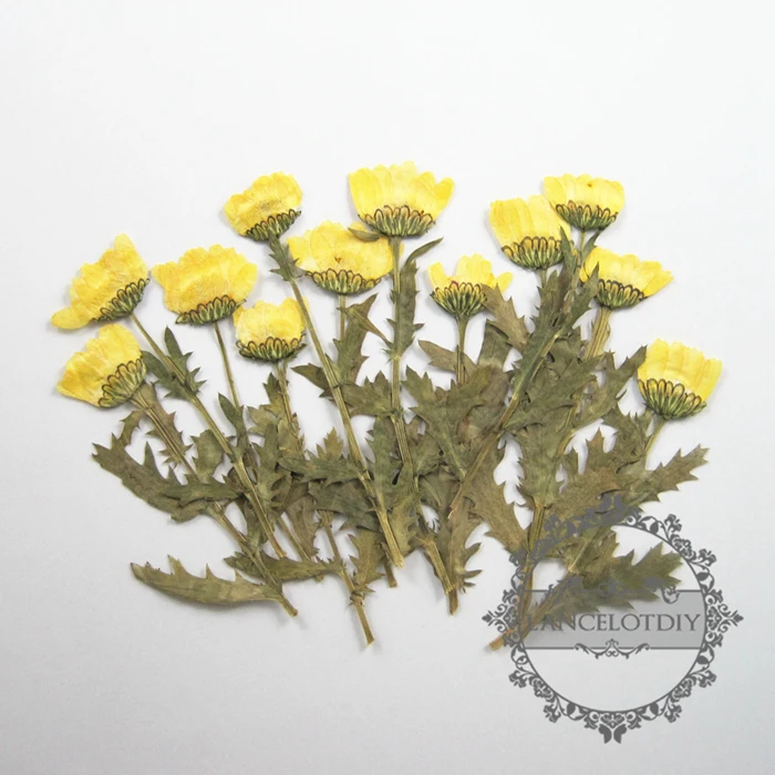 small packs real dry pressed flower yellow flower craft for DIY glass dome resin filling 1503085
small packs real dry pressed flower yellow flower craft for DIY glass dome resin filling 1503085