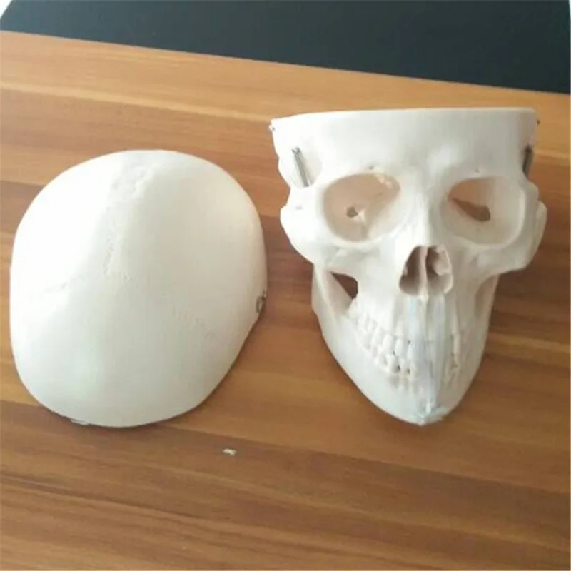 BIX-A1010 Medical school Teaching and Hospital Training Natural size skull model
BIX-A1010 Medical school Teaching and Hospital Training Natural size skull model