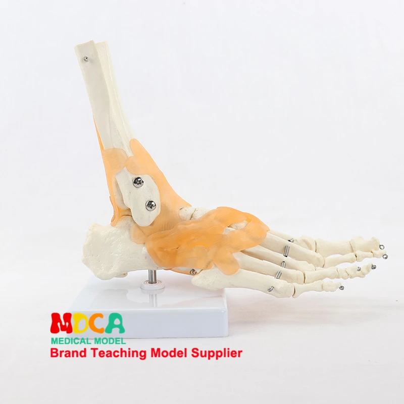 Ankle joint model, foot bone ligament model, human bone and bone teaching, MJG004
Ankle joint model, foot bone ligament model, human bone and bone teaching, MJG004