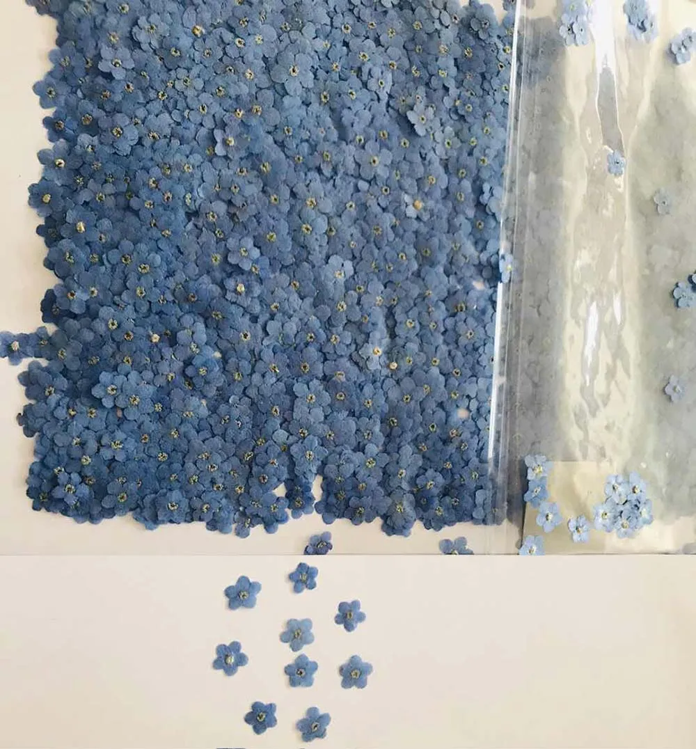 100pcs Pressed Dried Blue Myosotis Sylvatica Forgetmenot Flower Plant Herbarium Jewelry Postcard Invitation Card Phone Case DIY
100pcs Pressed Dried Blue Myosotis Sylvatica Forgetmenot Flower Plant Herbarium Jewelry Postcard Invitation Card Phone Case DIY