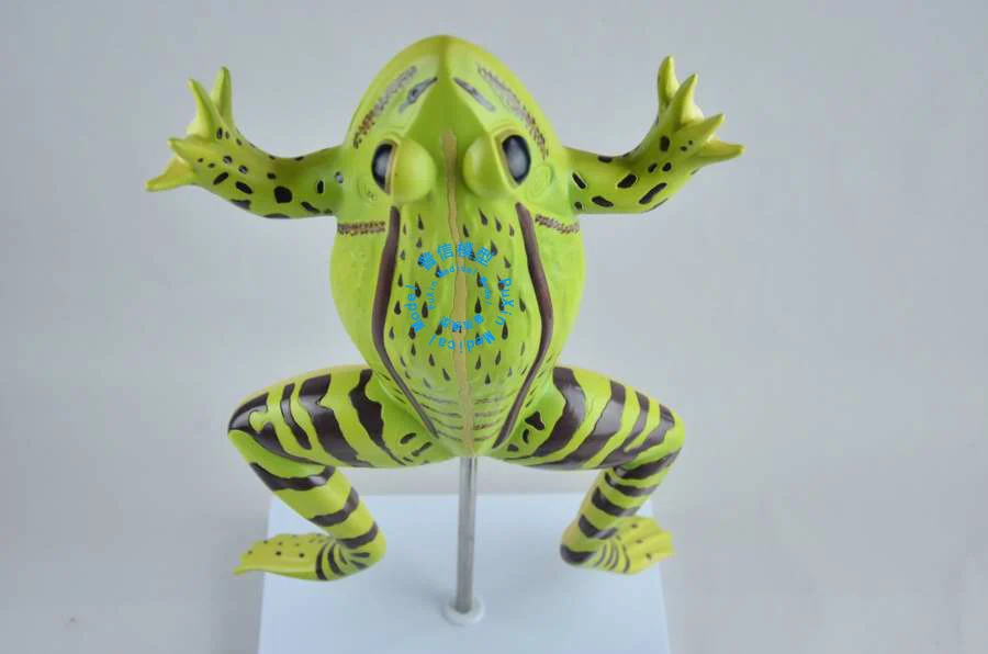 Модель с изображением лягушки, модель toad anatomy, обучение животным с помощью frog, бесплатная доставка
Модель с изображением лягушки, модель toad anatomy, обучение животным с помощью frog, бесплатная доставка