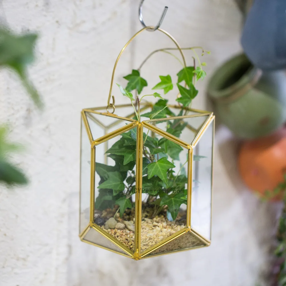 Modern Wall Hangiing Geometric Glass Terrarium Lantern Tabletop Succulent Plant Hanging Flowerpot Flower Planter Pot Gold Holder
Modern Wall Hangiing Geometric Glass Terrarium Lantern Tabletop Succulent Plant Hanging Flowerpot Flower Planter Pot Gold Holder