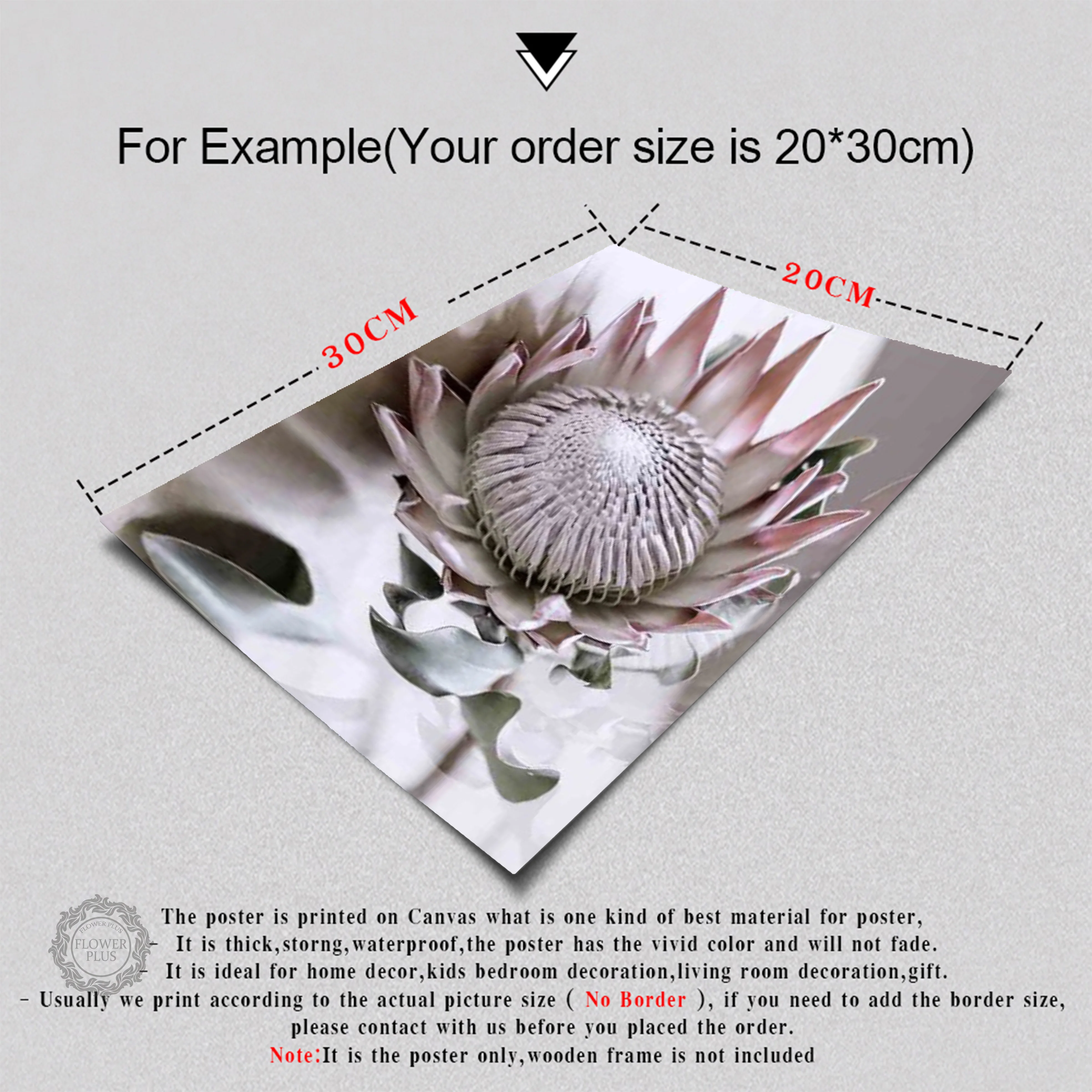 Protea Flower Nordic Wall Art Canvas Poster Print Painting Scandinavian Style Decoration Picture Living Room Decor for Home
Protea Flower Nordic Wall Art Canvas Poster Print Painting Scandinavian Style Decoration Picture Living Room Decor for Home
