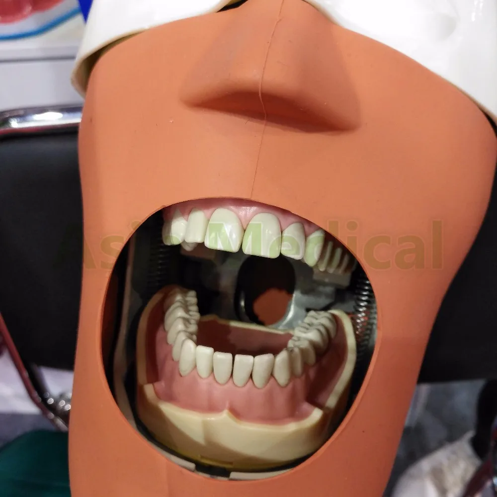 New Arrival Dental Soft Gum Teeth Model Removable 28pc Teeth NISSIN 200 KAVO head model Compatible dentist teaching learnin
New Arrival Dental Soft Gum Teeth Model Removable 28pc Teeth NISSIN 200 KAVO head model Compatible dentist teaching learnin
