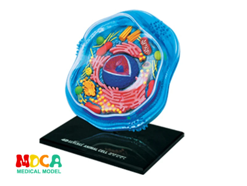 Animal cells 4d master puzzle Assembling toy human body organ anatomical model medical teaching model
Animal cells 4d master puzzle Assembling toy human body organ anatomical model medical teaching model