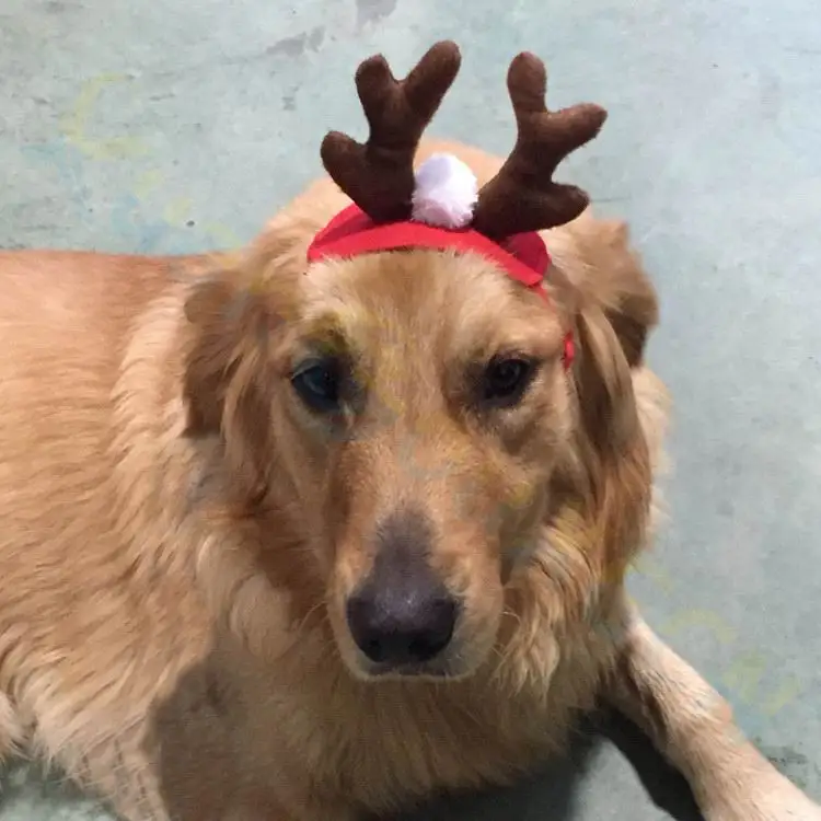 160pcs Christmas pet Santa Claus hat dog Xmas elk Headdress cat cap Christmas party gift cute Ornaments short plush pet
160pcs Christmas pet Santa Claus hat dog Xmas elk Headdress cat cap Christmas party gift cute Ornaments short plush pet