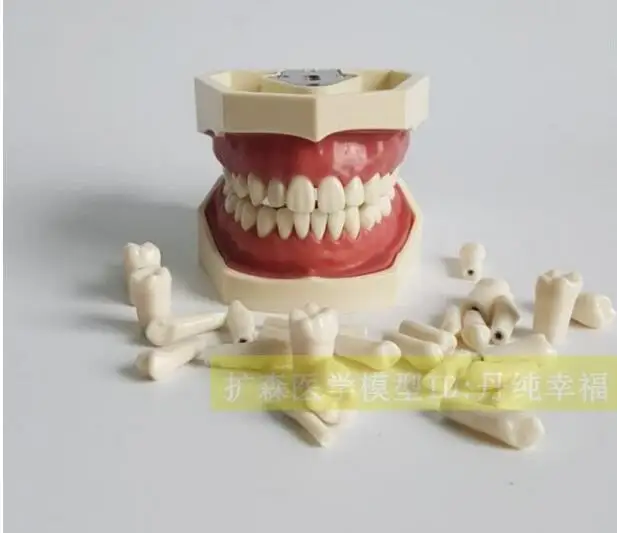Dental Materials Alternate tooth Practice Model 32Stars simulation teeth free shipping
Dental Materials Alternate tooth Practice Model 32Stars simulation teeth free shipping