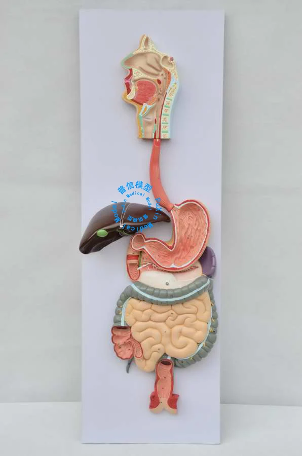 Human digestive system model, digestive tract, nose pharynx and larynx, large intestine, small intestine, stomach anatomy model
Human digestive system model, digestive tract, nose pharynx and larynx, large intestine, small intestine, stomach anatomy model