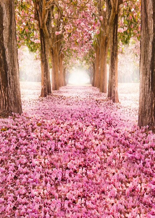 5X10ft Spring Landscape Flowers Path photography filming photobooth banner Backdrop D-9779
5X10ft Spring Landscape Flowers Path photography filming photobooth banner Backdrop D-9779