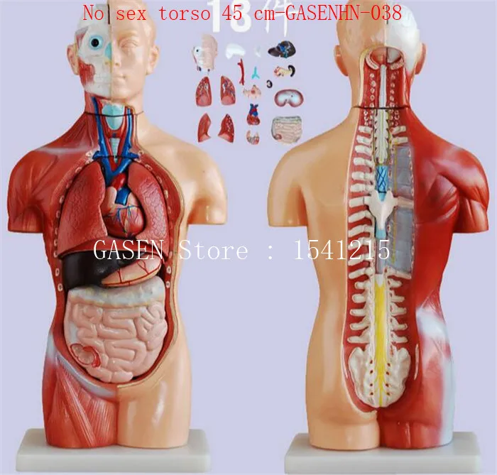 Легочный желудок почки без секса 45 см GASENHN 038|torso|torso sex |