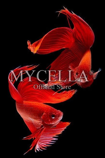 Diamond Embroidery Animal 5D Diy Diamond Painting Fish Close-Up Full Round Mosaic Pictures Needlework Home Decor Canvas Gift
Diamond Embroidery Animal 5D Diy Diamond Painting Fish Close-Up Full Round Mosaic Pictures Needlework Home Decor Canvas Gift