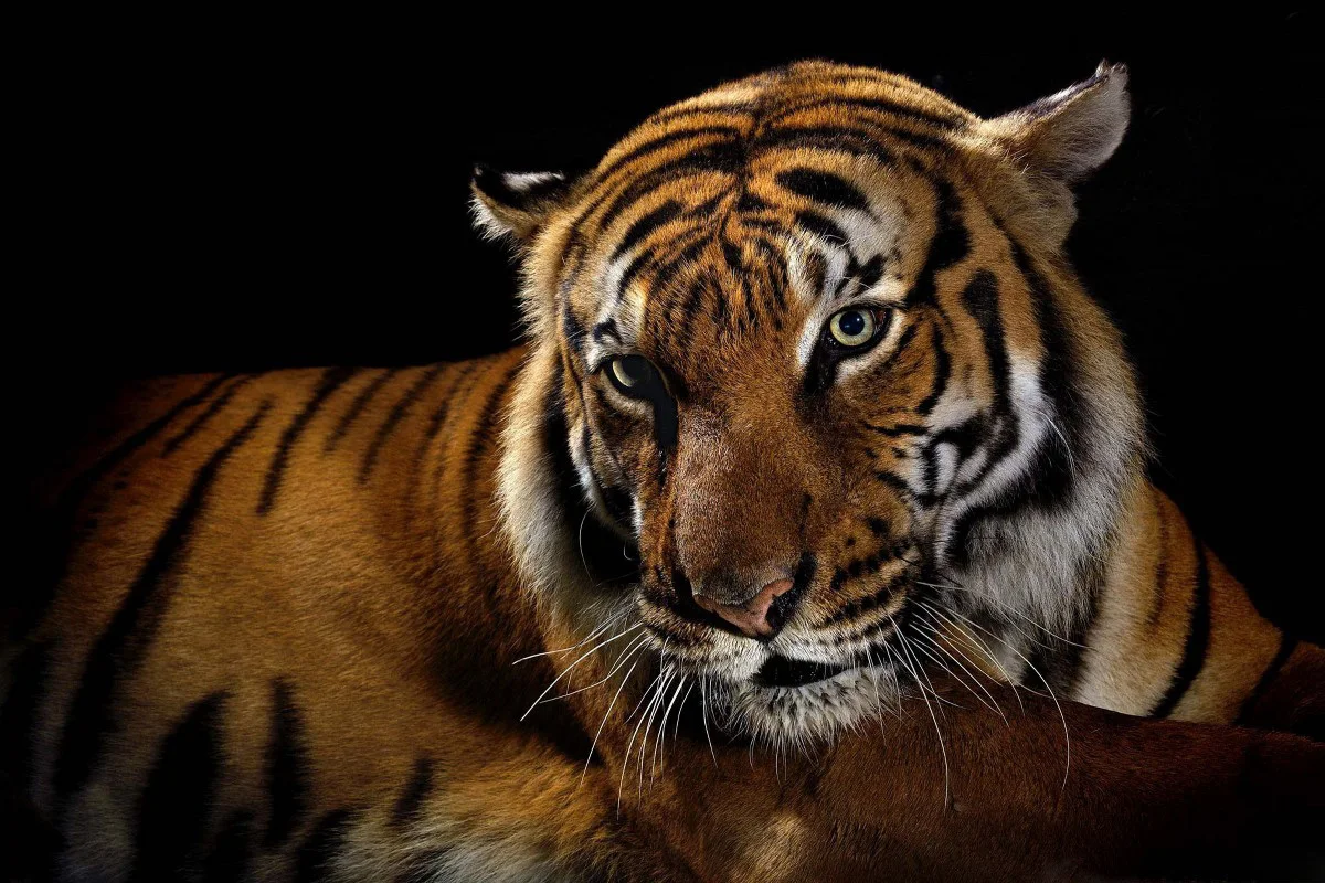 canvas fabric poster custom print (frame available) tiger portrait PDW211 for wall decor room decor home decoration
canvas fabric poster custom print (frame available) tiger portrait PDW211 for wall decor room decor home decoration