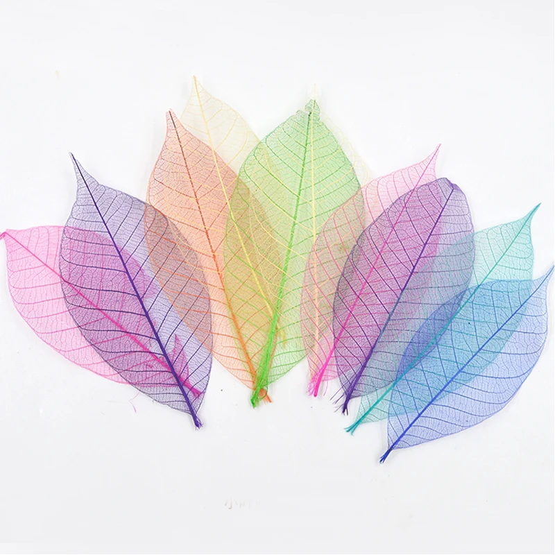 Mixed Color Magnolia vein Trumpet Specimen DIY Handmade Material 1 lot/100pcs press Free Shipment
Mixed Color Magnolia vein Trumpet Specimen DIY Handmade Material 1 lot/100pcs press Free Shipment