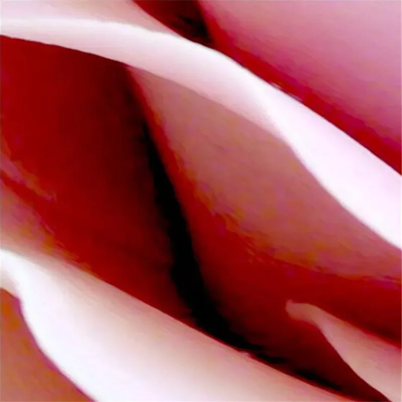 3d pink rose 3D TV background wall professional making mural custom photo wallpaper
3d pink rose 3D TV background wall professional making mural custom photo wallpaper