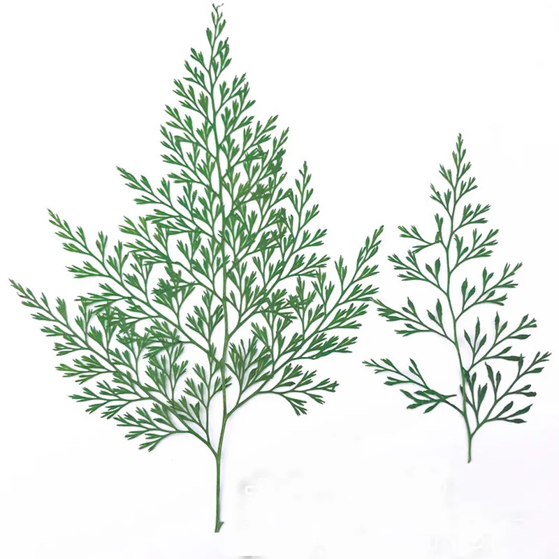 Christmas Tree Shaped Green Fern / Pteroptera Dried flower For Gifts Card Wholesale 60 Pcs 
Christmas Tree Shaped Green Fern / Pteroptera Dried flower For Gifts Card Wholesale 60 Pcs